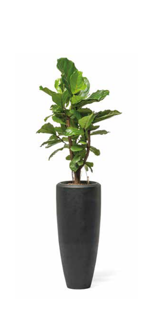 hydropflanze-freisteller-hq-01-kleiner