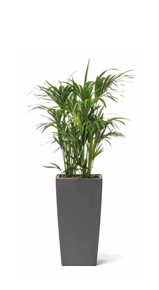 hydropflanze-freisteller-hq-08-kleiner
