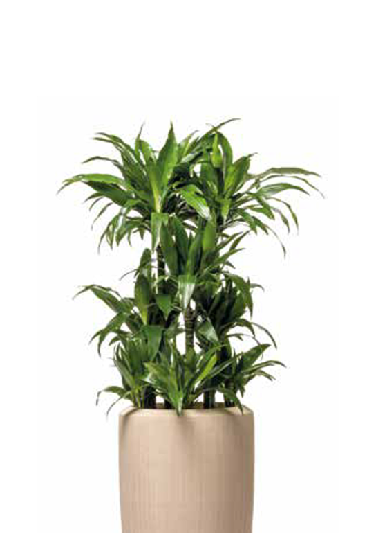 hydropflanze-freisteller-hq-10-kleiner
