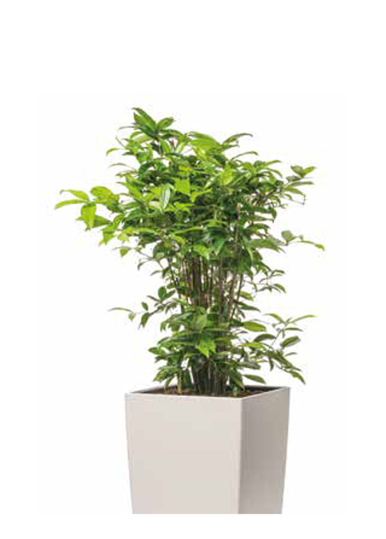hydropflanze-freisteller-hq-11-kleiner