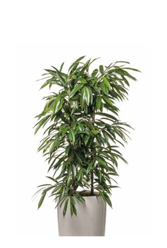 hydropflanze-freisteller-hq-12-kleiner