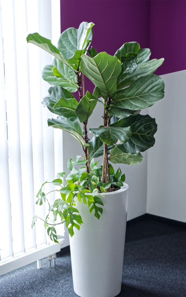 Bürobegrünung Hydropflanze am Fenster – Full-Service von Hydro-Plan