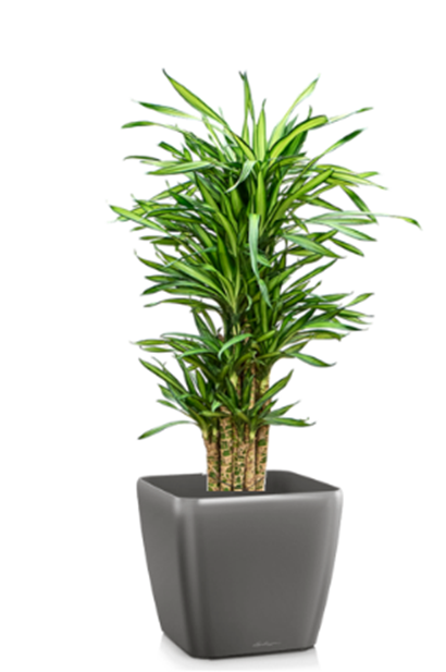 Dracaena-Ricci hell und schattig