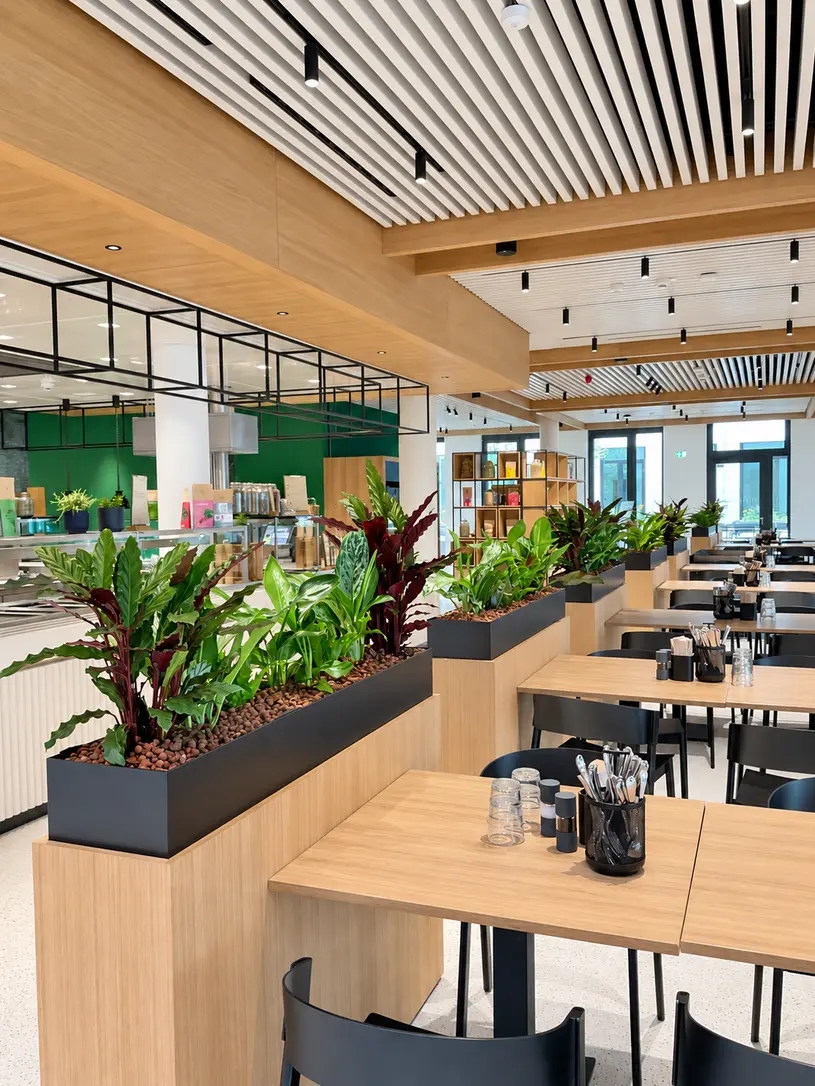 Hydropflanzen in Pflanzgefäßen als Raumteiler in einem modernen Restaurant