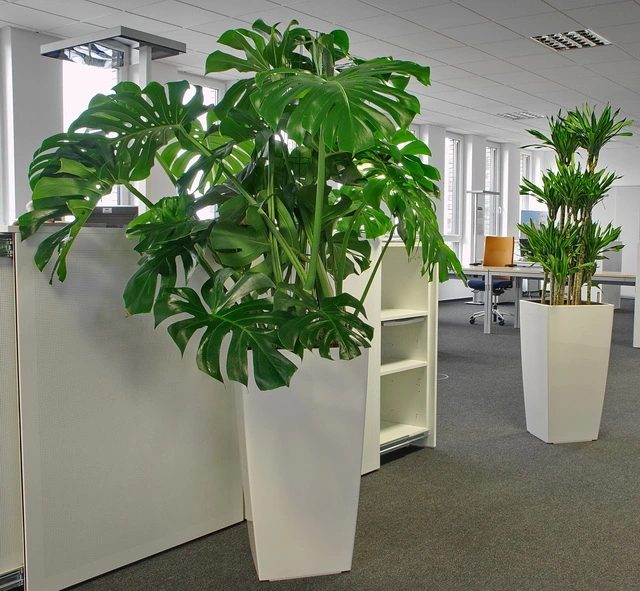 Monstera hell und schattig