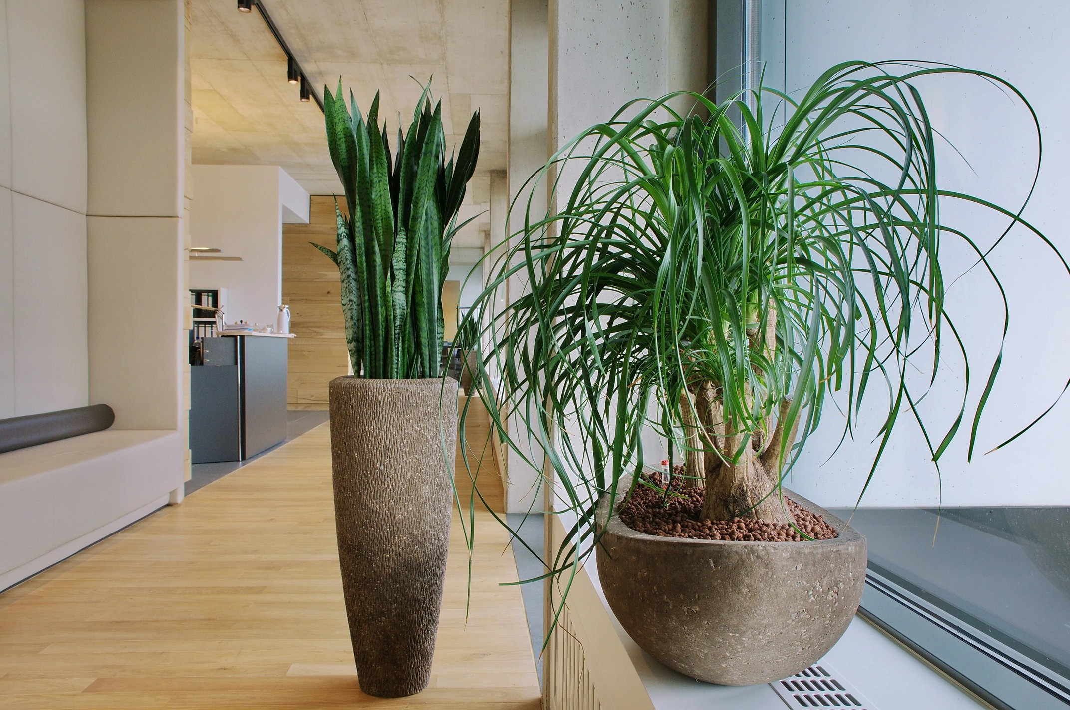 Moderne Bürobegrünung mit Sansevieria und Elefantenfuß in Natursteingefäßen – Hydro-Plan